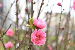 Người dân Hà Nội xuống phố mua hoa đào, hoa lê chơi Tết sớm
