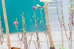 Người Hà Nội chi tiền triệu mua mộc lan chơi Tết sớm