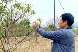 'Thủ phủ' đào phai Đông Sơn hối hả vào vụ Tết