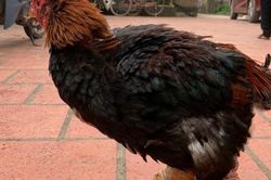 Chi cả trăm triệu săn lùng loại 'gà nằm lò sưởi', đại gia Việt vẫn phấp phỏng lo không có để ăn Tết