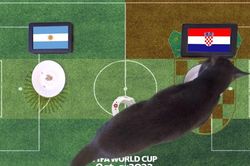 3 'thú tiên tri' dự đoán kết quả các trận bán kết World Cup thế nào?