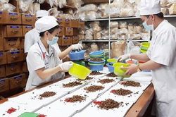 Điều kiện mở cửa hàng bán thuốc cổ truyền