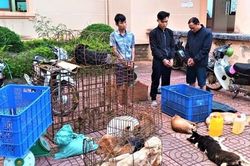 Bắt giữ 3 đối tượng trộm 3 tấn chó