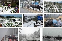 Chủ động ứng phó với rét hại, băng giá và sương muối