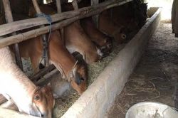 Kinh tế Nông nghiệp - Nông thôn Ứng phó mưa rét, bảo vệ vật nuôi