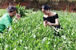 Rau hữu cơ giá trị cao ở Lạc Dương