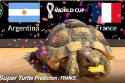 Các thú 'tiên tri' dự đoán thế nào về chung kết World Cup 2022?