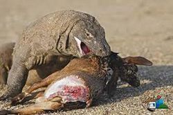 Những pha săn mồi đáng sợ của rồng Komodo