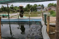 Huyện Tháp Mười phấn đấu phát triển đàn ếch đạt 50 triệu con/năm