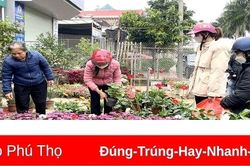 Chuẩn bị hoa, cây cảnh phục vụ Tết