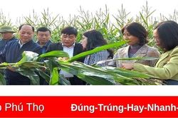 Liên kết sản xuất và tiêu thụ ngô sinh khối vụ Đông 2022
