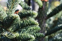 Cẩn trọng với 'hội chứng cây thông Noel'