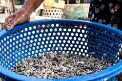 Thứ đặc sản ở quê xưa rẻ như cho, nay là 'mỏ vàng' dân đi bắt kiếm nửa triệu/ngày
