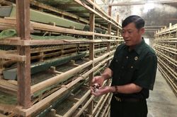 Thu tiền tỉ từ nuôi cút siêu trứng