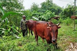 Kinh tế Nông nghiệp - Nông thôn Yêu cầu thành lập các đoàn công tác kiểm tra biện pháp phòng, chống đói, rét cho đàn gia súc