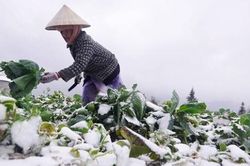 Chuyên gia nói về đợt rét đậm, rét hại mà miền Bắc sắp phải đối mặt?