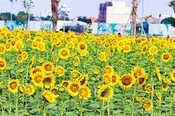 Điểm 'sống ảo' cực chất giữa lòng TP Hồ Chí Minh đã tái xuất