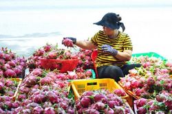 Có Hiệp định EVFTA vì sao xuất khẩu nông sản sang EU vẫn khó?
