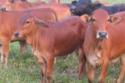 Quản lý thị trường 'chặn' buôn bán trái phép trâu bò qua biên giới