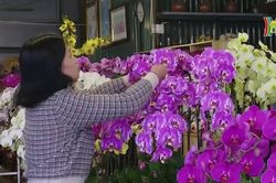 Thị trường hoa, cây cảnh phục vụ Tết Nguyên đán