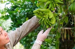 Làng trồng phật thủ chuẩn bị vào vụ Tết