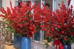 Sự thật loại hoa nhập khẩu tiền triệu hút khách dịp Tết
