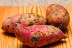 Khoai lang có 'điểm lạ' này hãy ném bỏ ngay, còn cố tình ăn đừng hỏi vì sao cơ thể chứa độc