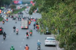 Bài 1: Đô thị xanh - nhìn từ cây hoa sữa