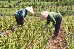 Trồng nha đam kết hợp nuôi trùn quế