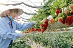 Ứng dụng công nghệ trong truy xuất nguồn gốc sản phẩm