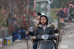 Đào Nhật Tân nở sớm, giá cao vẫn đắt hàng