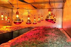 Xóa sổ trang trại trồng, sơ chế cần sa quy mô lớn