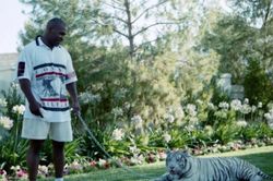 Dựng tóc gáy: Cô bé lẻn vào vườn 'thăm' hổ dữ của Mike Tyson