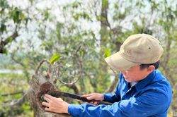 'Phù phép' những gốc cây xù xì thành bonsai tiền triệu