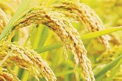 Trồng lúa bền vững với 1 triệu héc ta chất lượng cao