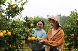 Biến tiềm năng thành sản phẩm OCOP