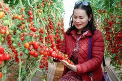 Tiềm năng lớn để phát triển du lịch canh nông