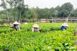 Nghịch lý thiếu đất đóng bầu ươm cây giống ở miền núi Phú Lương