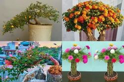 Mê mẩn loạt hoa dại lên đời thành bonsai chơi Tết