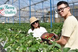Gắn sản xuất dâu tây Nhật thương phẩm với tham quan, trải nghiệm