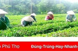 Liên kết trong sản xuất nông, lâm nghiệp
