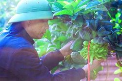 Vựa phật thủ lớn nhất miền Bắc tất bật những ngày cận Tết