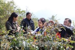 Hai cháu bé tử vong nghi do ăn lá ngón