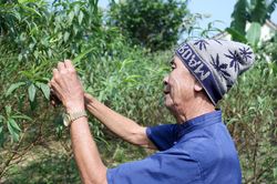 Thủ phủ đào phai xứ Nghệ 'thay áo' chuẩn bị đón Tết