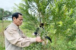 Kinh tế Nông nghiệp - Nông thôn Ông Đính làm kinh tế