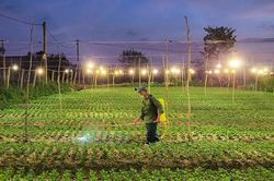 Nông dân Quảng Bình chong hàng ngàn bóng đèn 'nuôi' hoa Tết