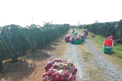 Tiêu dùng trong tuần (từ 19-25/12/2022): Thanh long tăng giá gấp đôi, nông dân phấn khởi