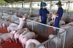 Trung Quốc mở cửa tác động thế nào đến ngành chăn nuôi Việt Nam?