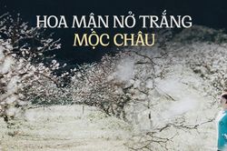 Về Mộc Châu ngắm hoa mận nở trắng trời, người bản địa tiết lộ bí quyết để có bức hình đẹp