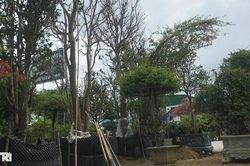 Loại cây lá chát thường dùng để uống trở thành cây cảnh được săn lùng